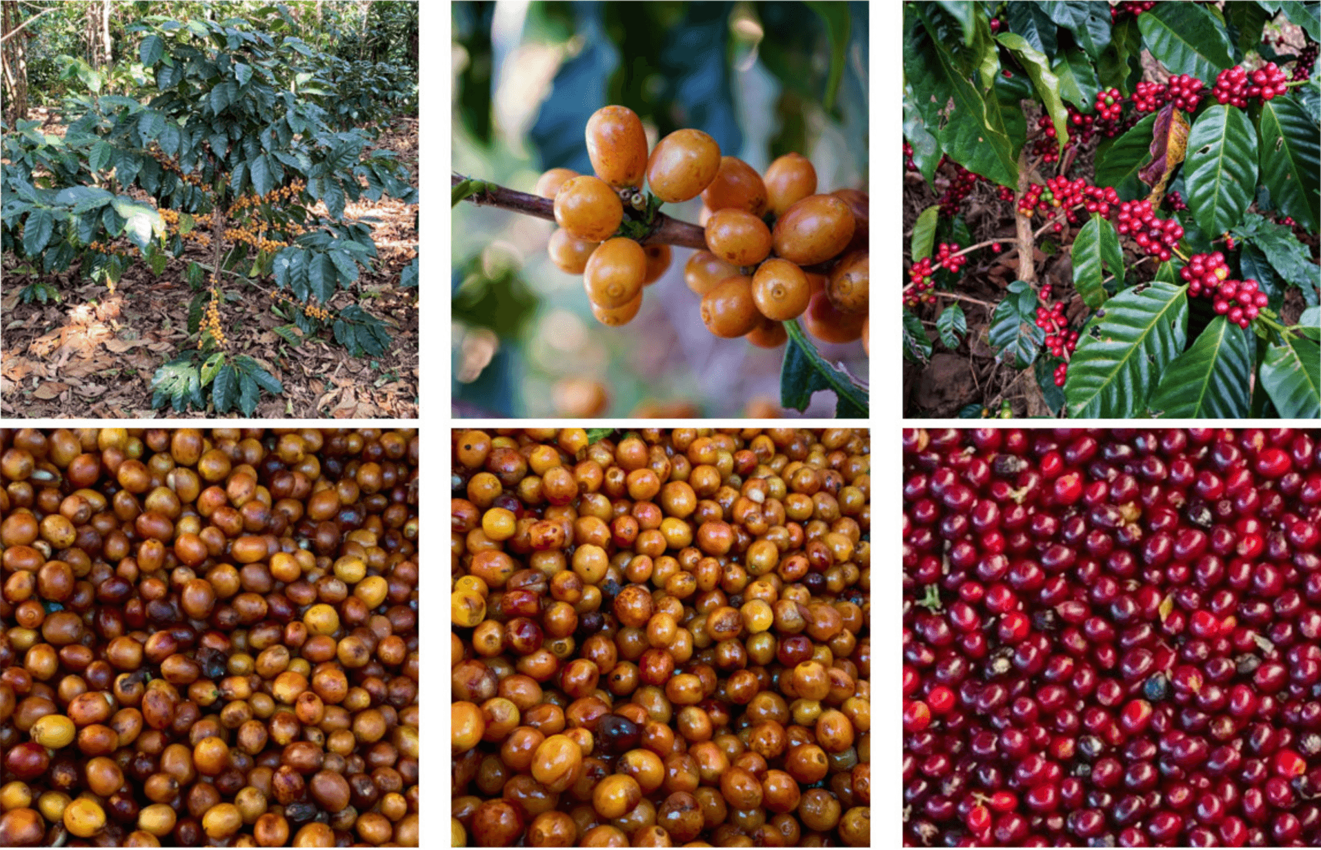 Proceso de selección de café